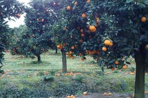 πορτοκάλια