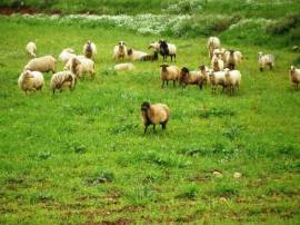 βοσκότοπος