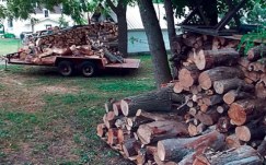 λαθραια υλοτομηση