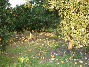 portokalia pagos 2010 12os arta