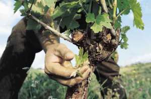 Βιοκαλιεργητές