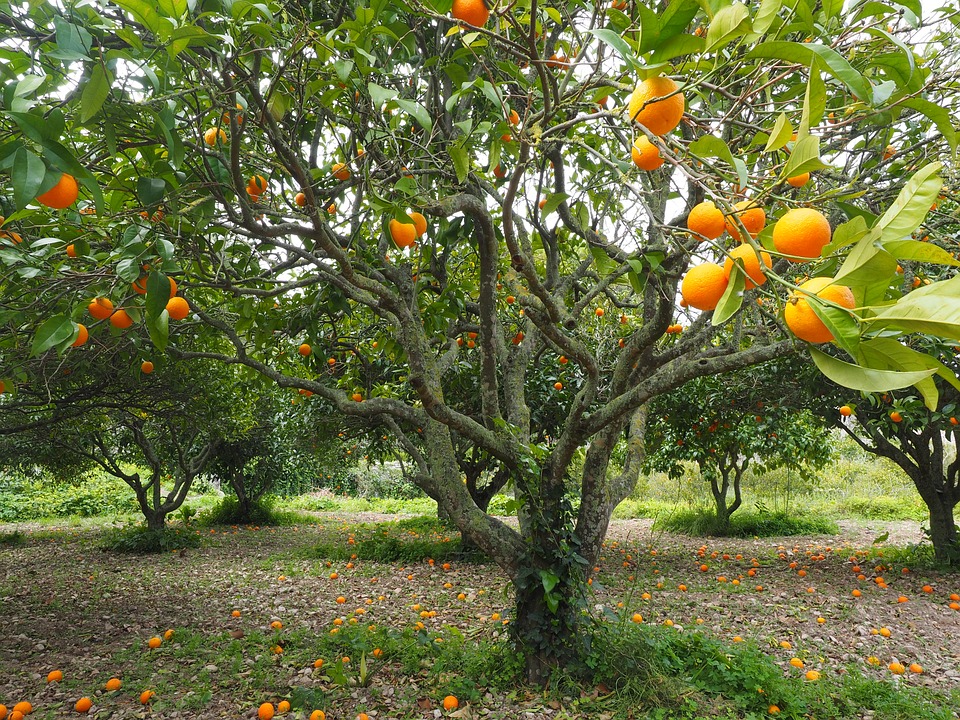 orange-tree-1117423_960_720